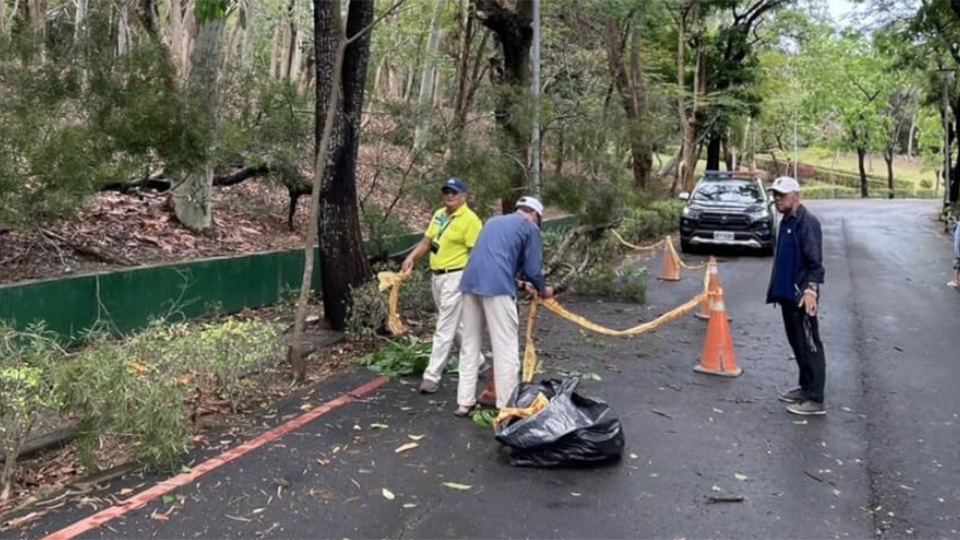 遊客散步衰遭路樹壓死　澄清湖封園一周