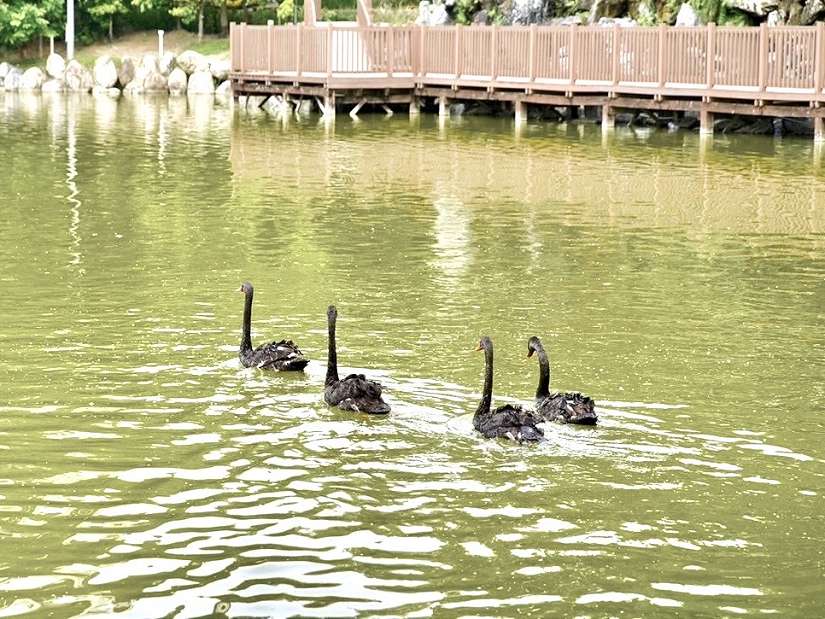 台中豐樂公園喜迎罕見「黑天鵝」入厝！　建設局長邀市民朋友近距離欣賞萌樣