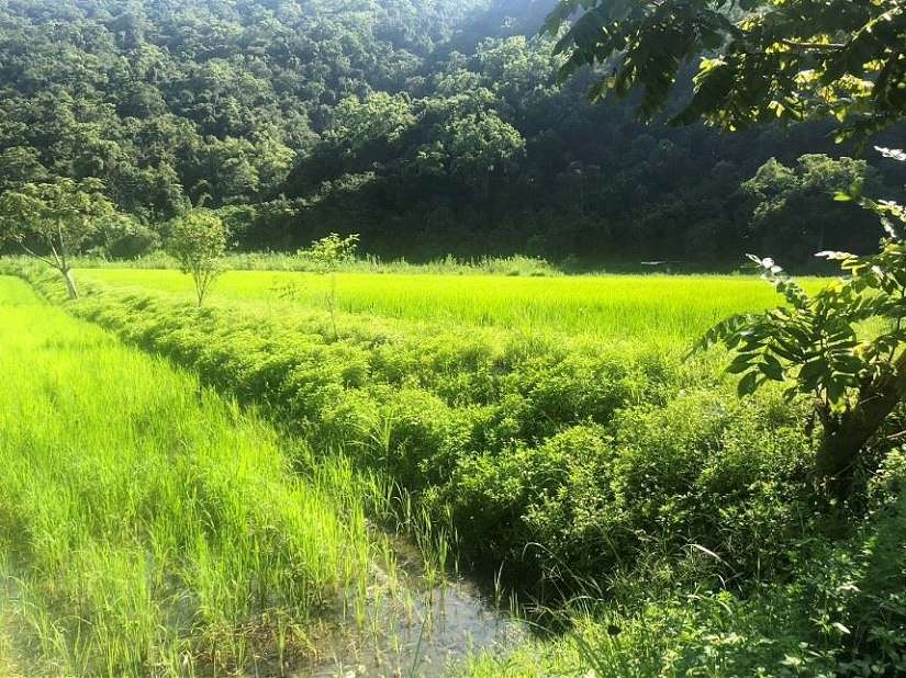 花蓮縣政府打造有機農業首都 文旦柚重啟中國大陸市場 外銷出口量價齊揚