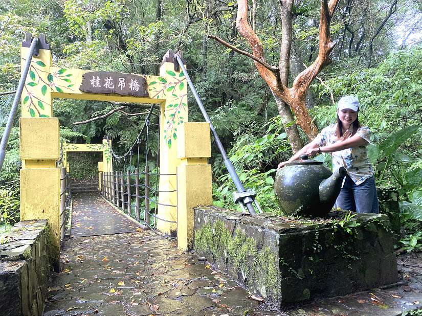 南港舊莊茶味濃，桂香飄溢滿山林