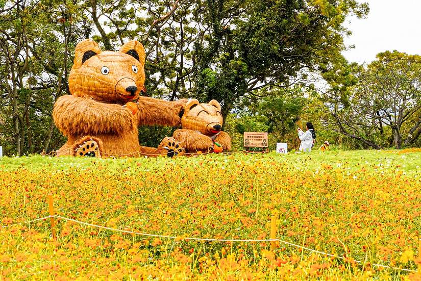 康芮不惜花  關渡花海受損目前開5成