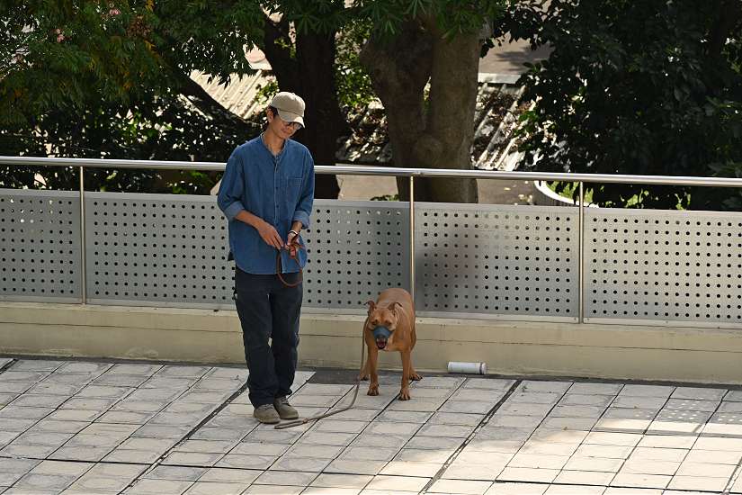 訓犬師細心調教 比特犬「尖石」戴口罩外出散步了