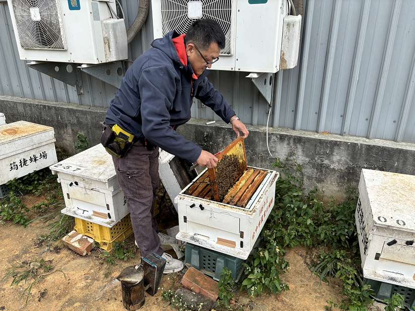 養蜂也能智慧化管理！中市外埔區智慧蜂箱成果耀眼亮相