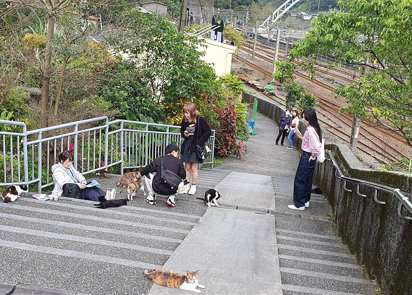 4月4號貓節一起老派約會，新北市猴硐貓公所交換限量明信片