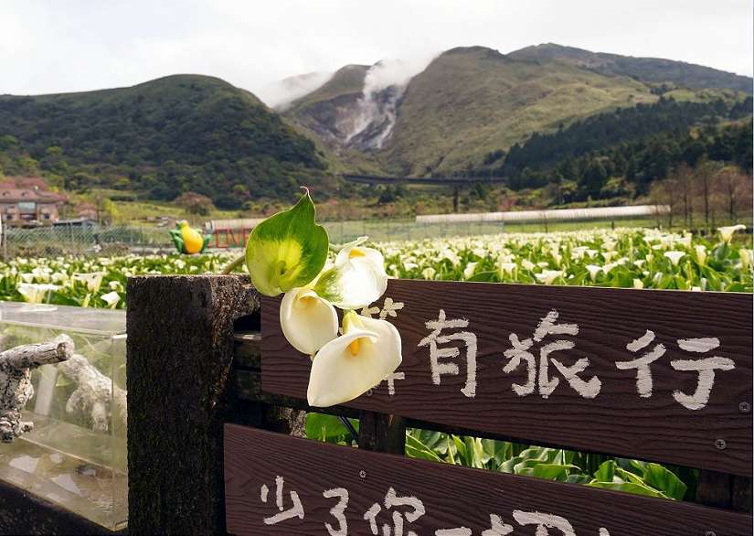 「巴島柑嬤店市集」登場!竹子湖海芋季週末限定活動 純白花海中的滿滿人情味