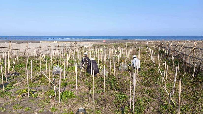 推動海岸生態復甦!中市觀旅局揭大安海岸林復育成果