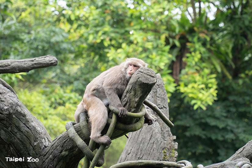 台北市立動物園再次提醒6月18日起休園至6月27日 別來園撲個空