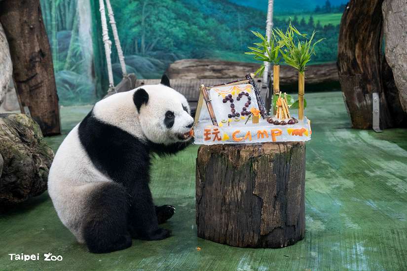 大貓熊「圓仔」12歲生日快樂