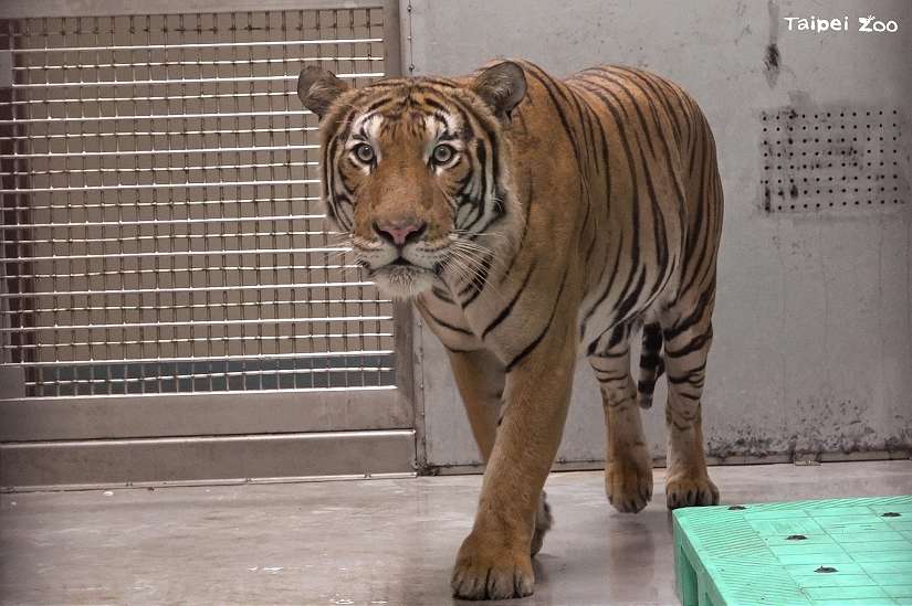 新加坡動物園雄馬來虎「Arhaa」報到〜想跟「Shima」配對得先過檢疫期