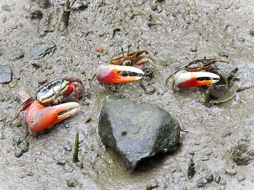 炎夏好去處 援中港濕地奏響招潮蟹樂章