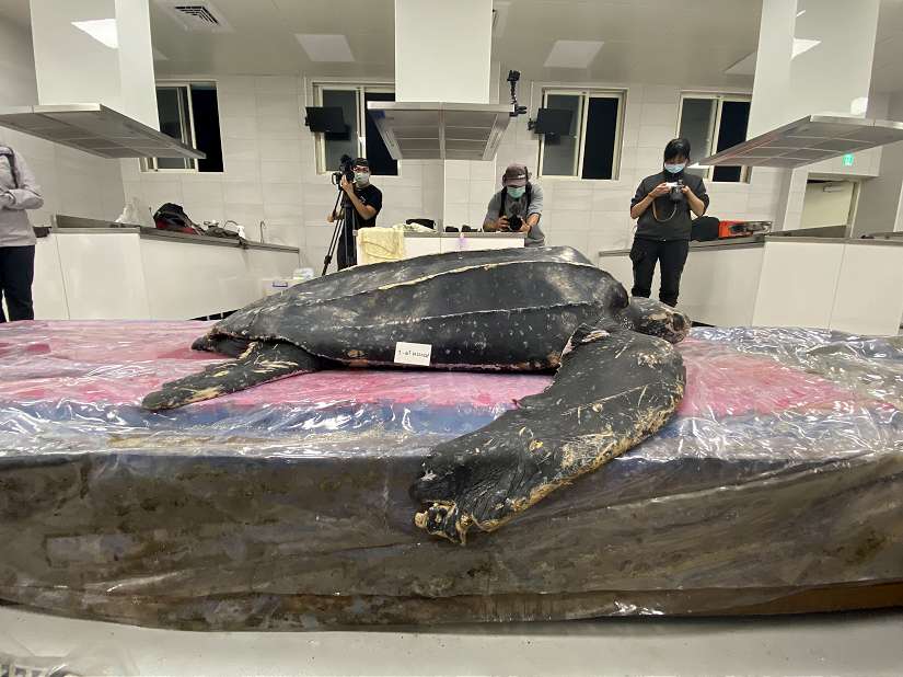 從消逝到重生，神秘巨獸「革龜」標本在海科館正式亮相