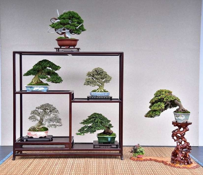 雙十佳節限定！士林官邸展出百年漢風盆景