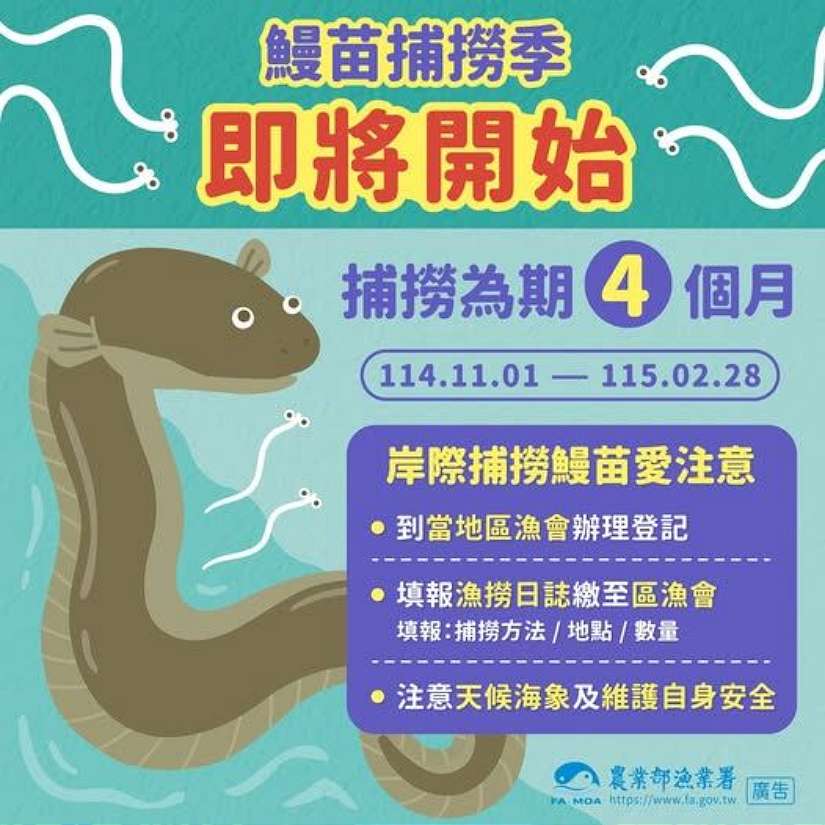鰻苗捕撈漁季11月開始，提醒漁民注意安全並配合申報