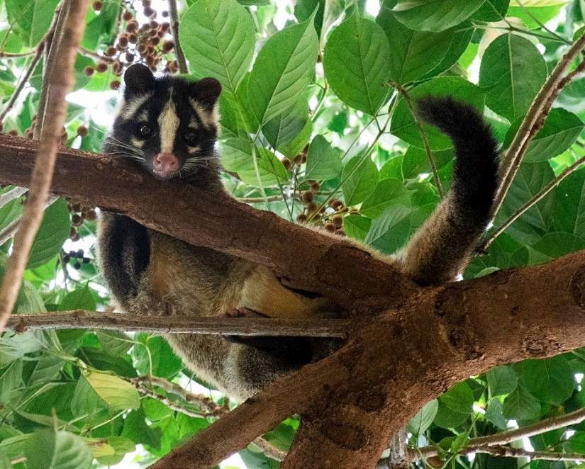 走訪上新莊 公園串連城市綠意 一座讓白鼻心出沒湊熱鬧的自然綠洲