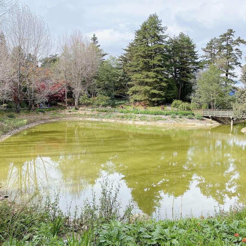 梨山秋季「楓」景登場 賞楓不必飛日本！