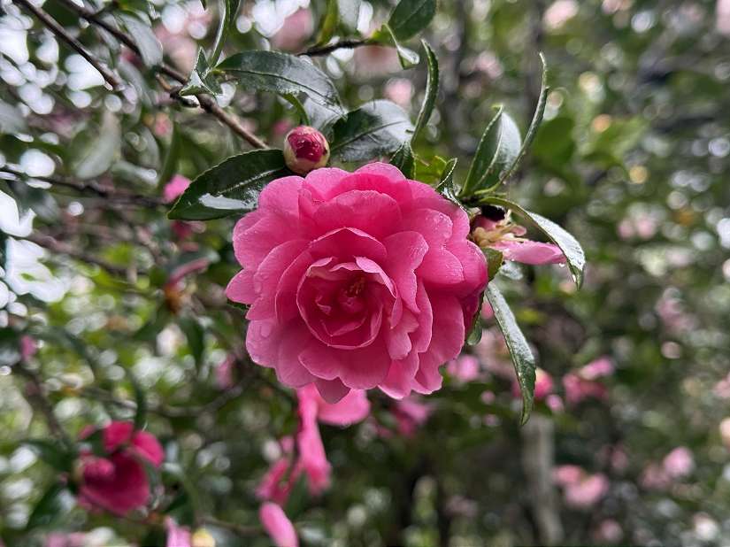賞楓・觀銀杏・看茶梅 陽明山秘境報你知