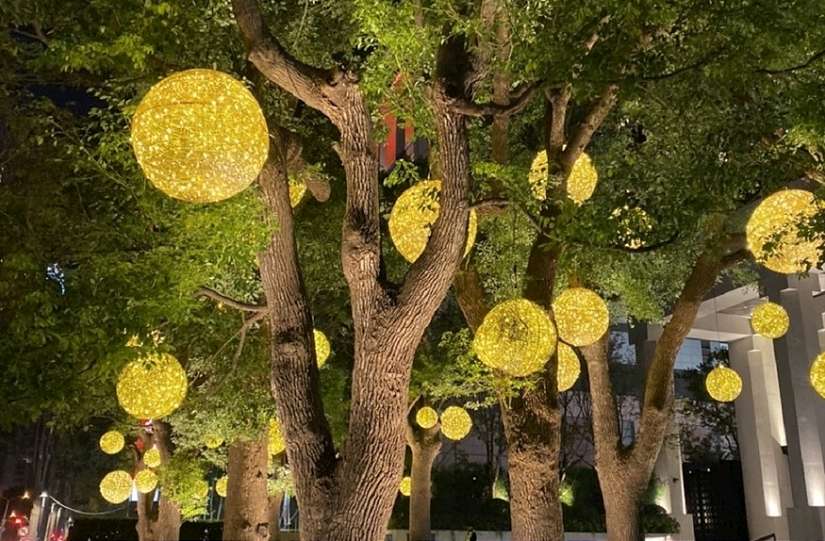 一起點亮台中！中市行道樹12/1起免費懸掛燈飾 打造最美節慶城市