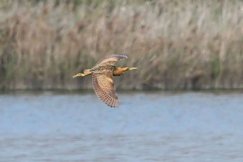 稀有冬候鳥現身！ 茄萣濕地驚見「大麻鷺」鳥友搶拍