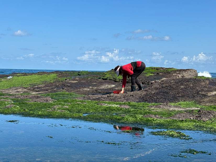 浪濤淬鍊的冬季珍饈 東北角紫菜正當時