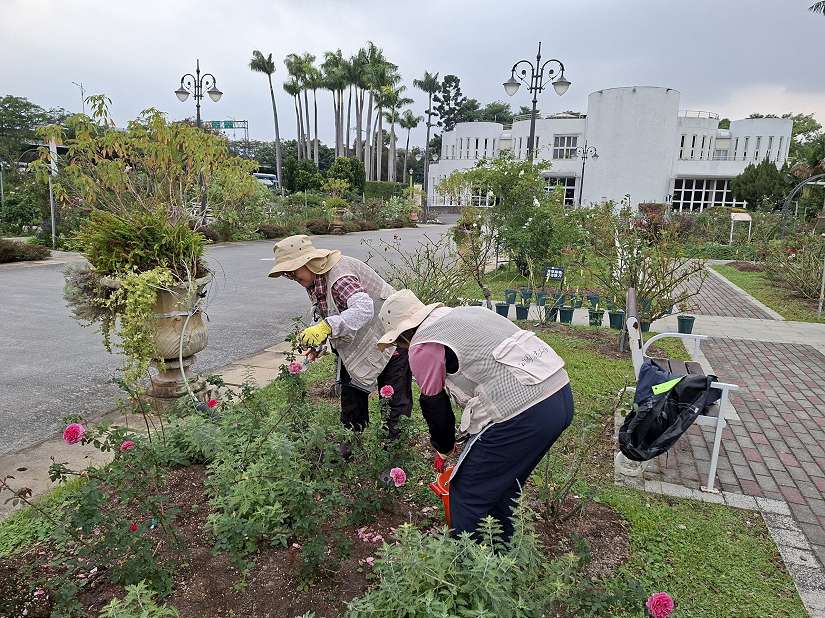迎接最美時刻 臺北玫瑰園與時間賽跑 退休後投入園區養護 志工失眠症掰掰