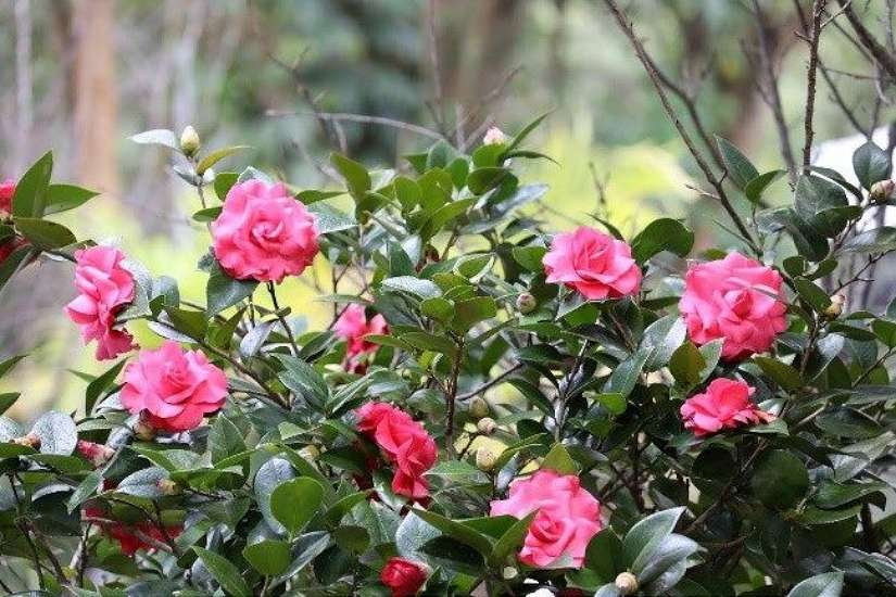 茶花開了，就等你來!! 台北茶花展1/16起獨美