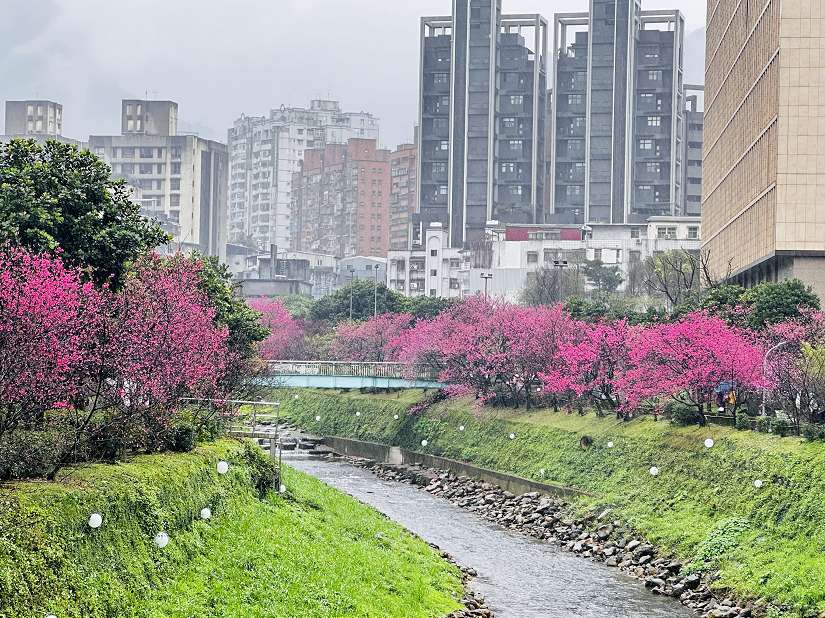 山櫻花迎春初綻 汐止康誥坑溪浪漫賞櫻步道粉嫩登場