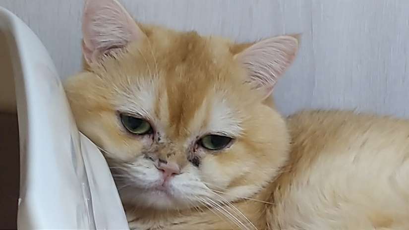 購買犬貓發生糾紛代價高　新北提醒選購寵物要三思