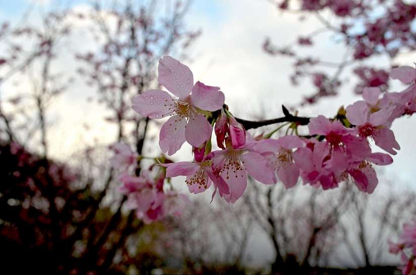 山林賞花搶鮮報! 陽明山花季2/5開幕