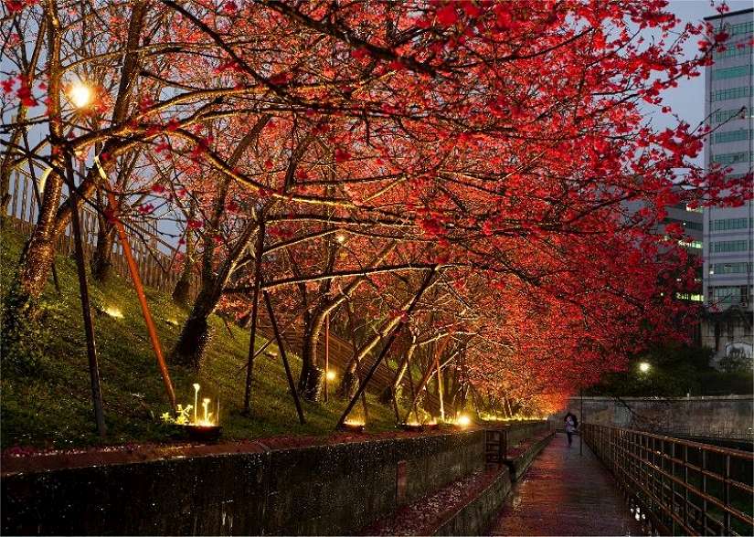 追京都賞櫻氛圍! 樂活夜櫻燈下風情充滿層次感
