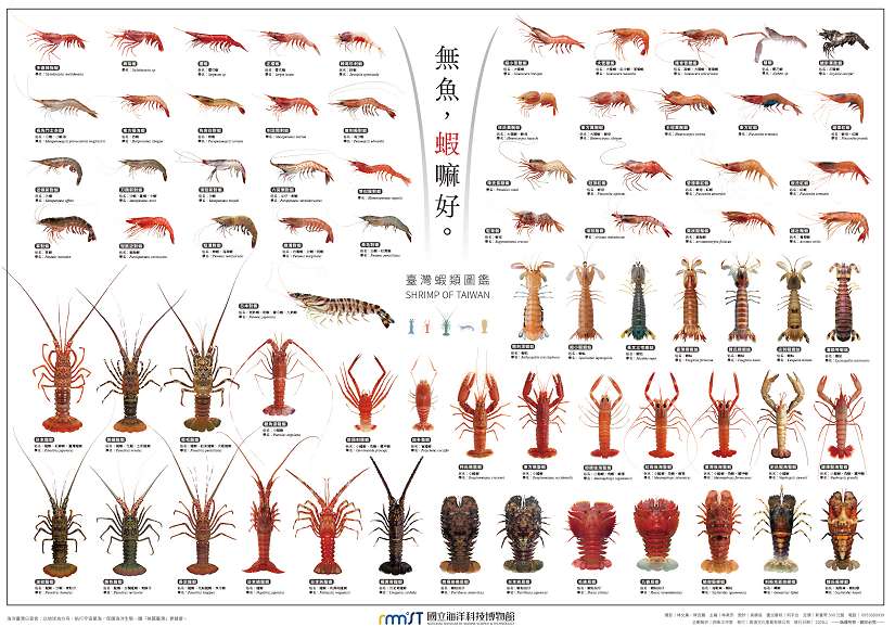 從餐桌美味「無魚，蝦嘛好」認識大海裡的奧秘