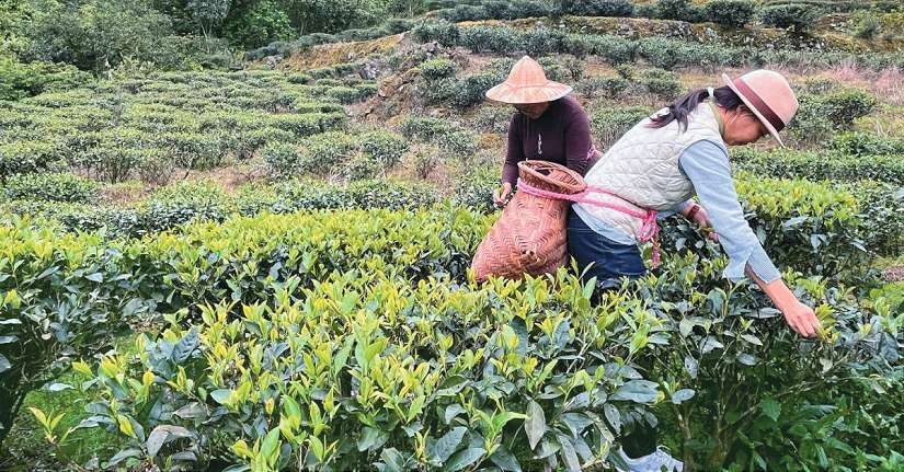 走讀包種茶香，漫遊茶山步道