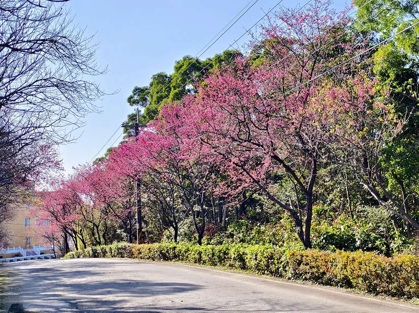 過年走春秘境 三芝賞櫻迎新春