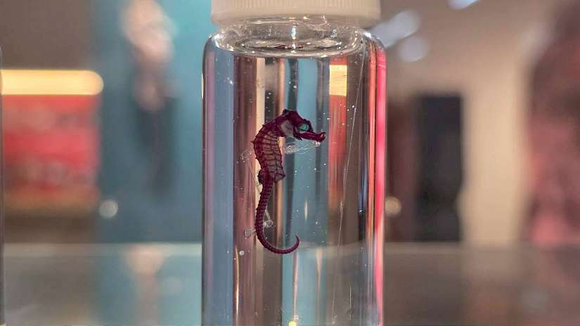 海『馬』來了～！海科館馬年推出海馬微特展及「海中的龍馬人生」闖關活動