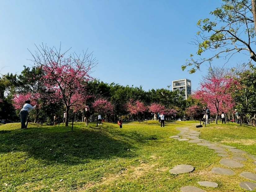 粉紅花海浪漫登場 大安森林公園雙櫻爭豔