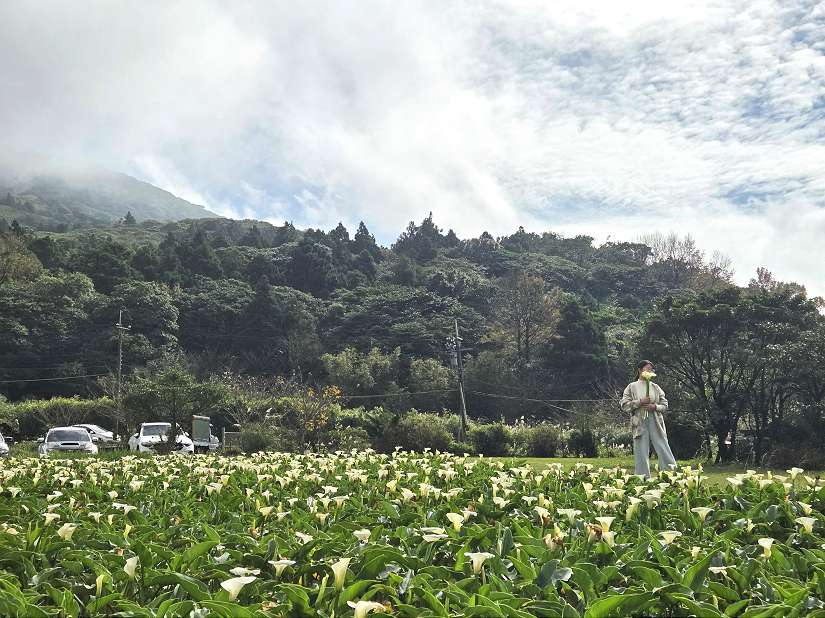 陽明山海芋季開跑！漫步純白花海與仙氣步道