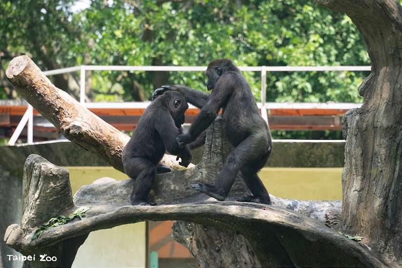 兒童節遊動物園 探索動物行為豐富化設施