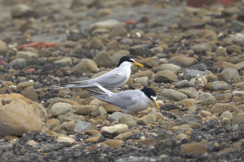 布袋鹽田設立護鳥圍籬，守護小燕鷗重要繁殖棲地
