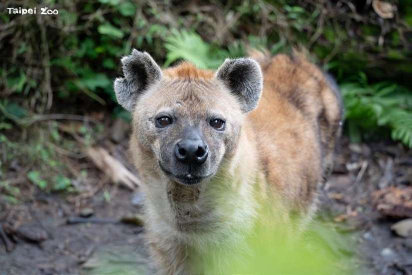 國際鬣狗日 解密斑點鬣狗的「反差萌」日常