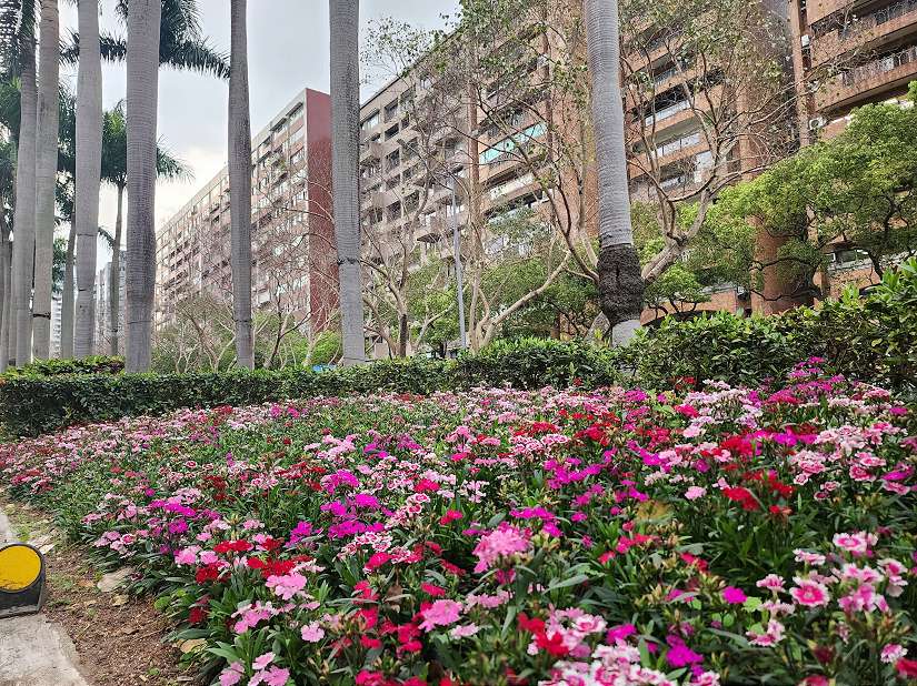 仁愛路換新裝 上演一場春日視覺宴饗!!  加羅林魚木、銀葉菊、五彩石竹正繽紛盛開