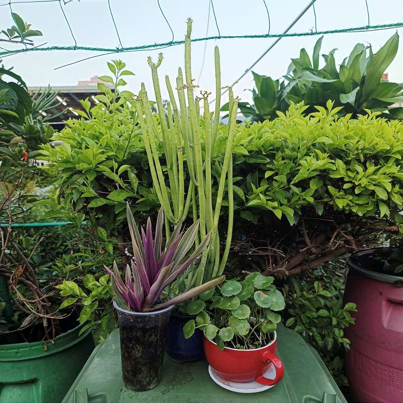 20顆廢電池換綠意！台中南屯清潔隊6/5推植栽DIY 響應世界環境日