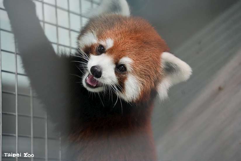 上海動物園小貓熊報到